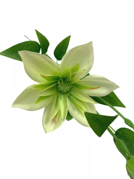 Klematis kwiat pojedynczy 48 cm jasno zielony