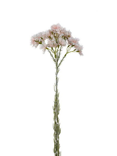 Goździk brodaty gałązka 65 cm biały i pudrowy róż