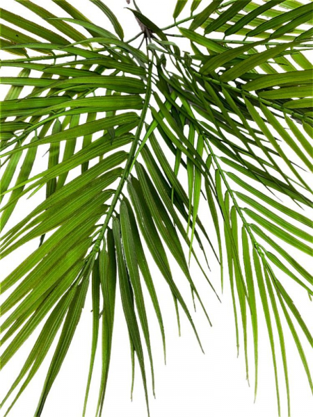 Palma bukiet liści 47 cm zielona