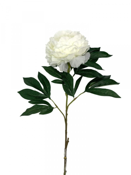 Piwonia kwiat pojedynczy 80 cm biała