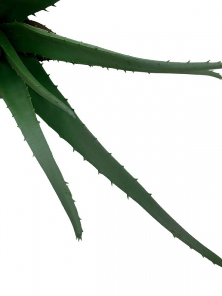 Aloes 38 cm zielony