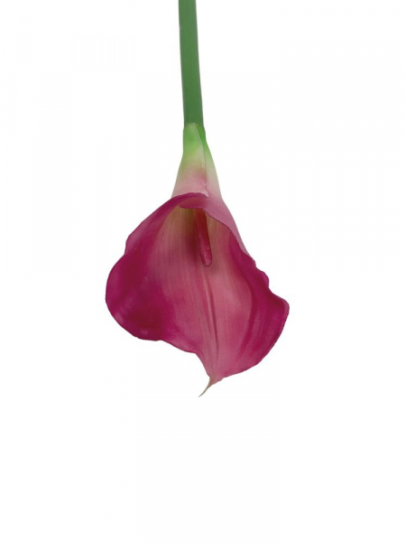 Kalia kwiat pojedynczy 71 cm głęboki róż