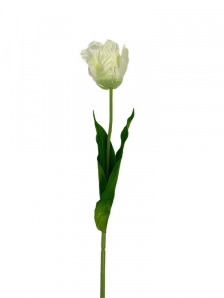Tulipan rozwinięty 60 cm kremowy