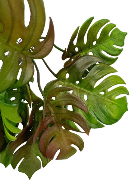 Monstera gumowana bukiet pik 31 cm zielona z brązem