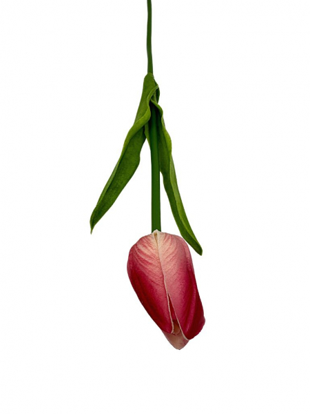 Tulipan z pianki 45 cm ciemny róż