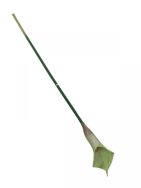 Kalia kwiat pojedynczy 70 cm zielona z brązowym cieninowaniem wewnątrz