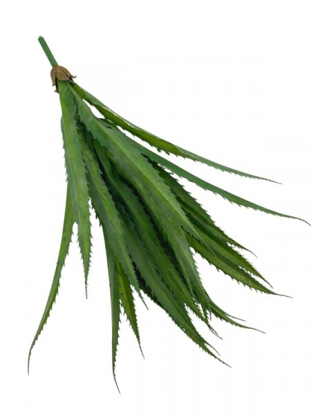 Agawa sukulent 51 cm zielony