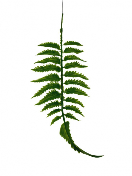 Paprotka paproć liść 35 cm zielona