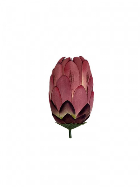 Protea główka 13 cm brudny róż