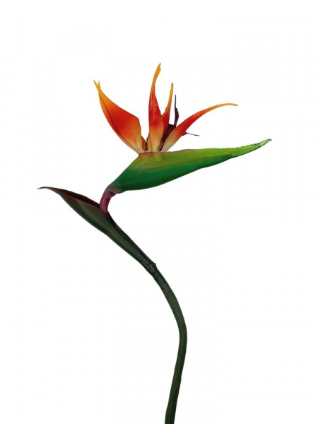 Strelicja (rajski ptak) kwiat pojedynczy 81 cm pomarańczowa