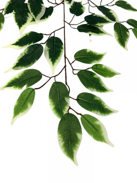 Fikus Benjamin liść 60 cm zielony z kremowymi obrzeżami