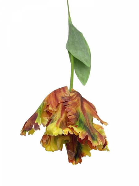 Tulipan papuzi kwiat pojedynczy lekko gumowany 70 cm herbaciany