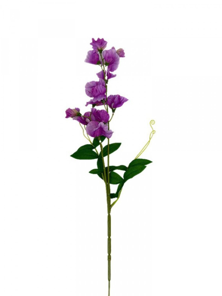 Groszek kwitnący gałązka 60 cm fiolet