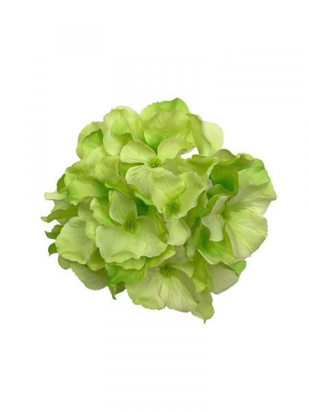 Hortensja główka 17 cm jasno zielona