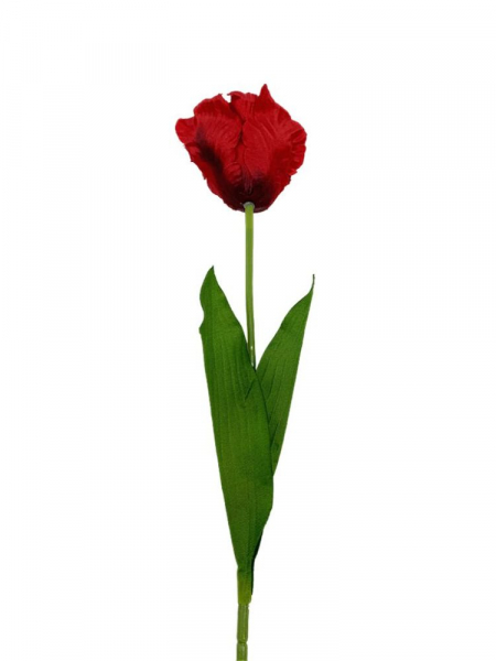 Tulipan rozwinięty 60 cm czerwony