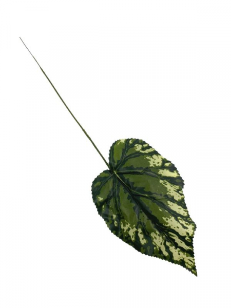Liść begonii 50 cm