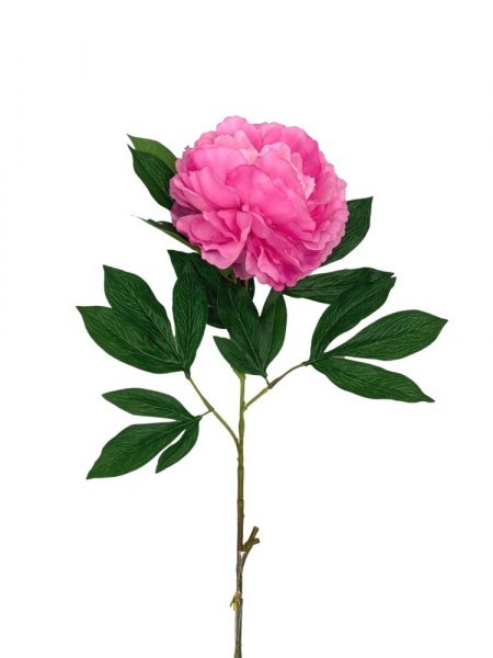 Piwonia kwiat pojedynczy 80 cm głęboki róż