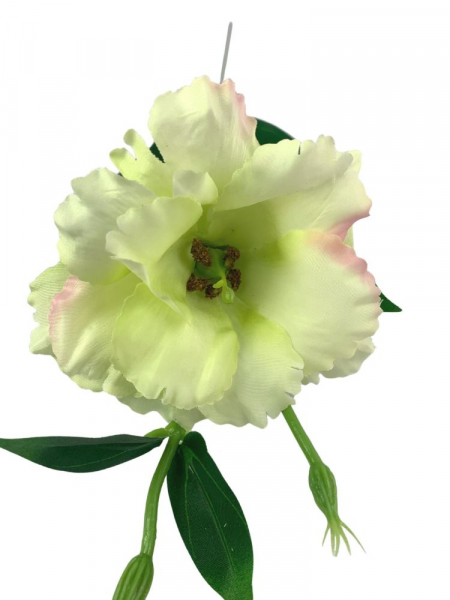 Eustoma pojedyncza 48 cm jasno różowy jasno zielony