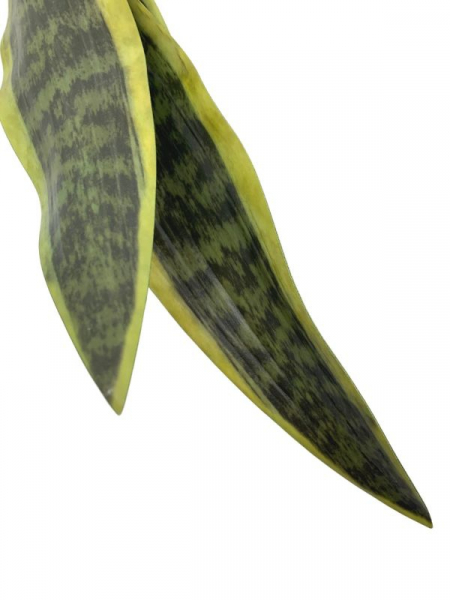 Sansewiera XL 68 cm zielona z żółtym obrzeżem