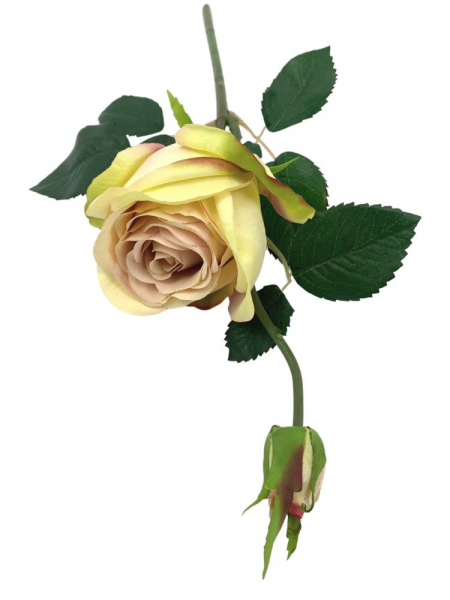 Róża kwiat pojedynczy 36 cm brudny róż z zielenią