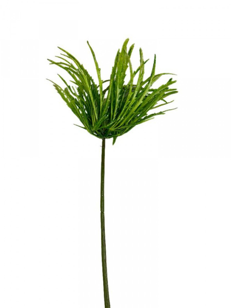 Dziewięćsił zielony z białym kwiatem łodyga 70 cm