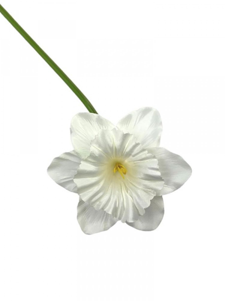 Żonkil kwiat pojedynczy 50 cm biały