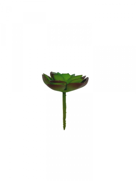 Sukulent 6 cm zielony z fioletem