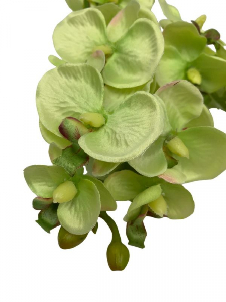 Storczyk kwiat pojedynczy 56 cm zielony