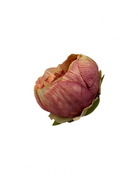 Piwonia główka 8 cm brudny róż z kremem
