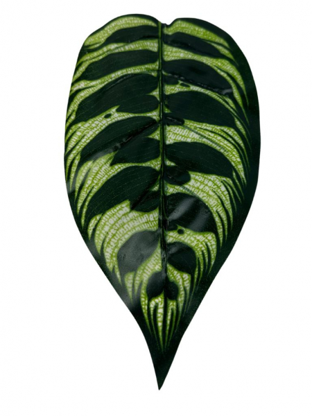 Liść Kalatea gałązka 48 cm