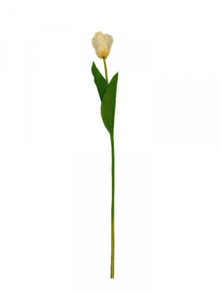 Tulipan gałązka 54 cm kremowy