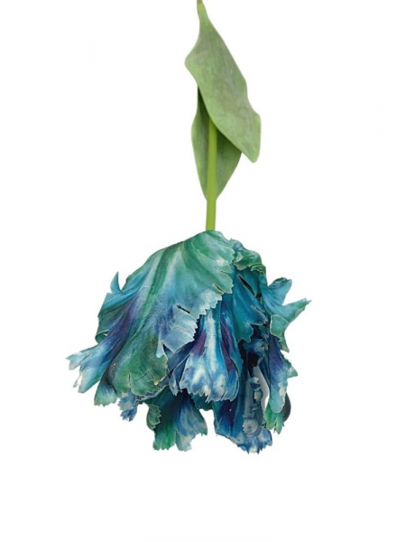 Tulipan papuzi kwiat pojedynczy lekko gumowany 70 cm niebieski