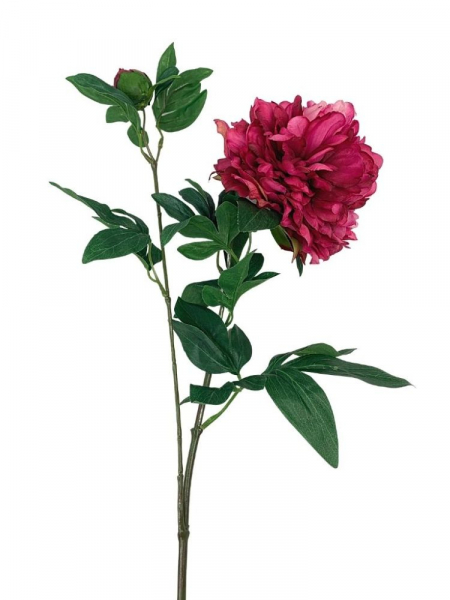 Piwonia gałązka 67 cm głęboki róż