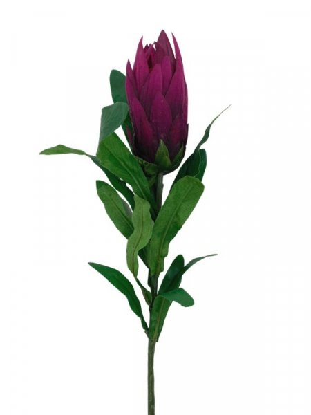 Protea gałązka 70 cm purpurowa