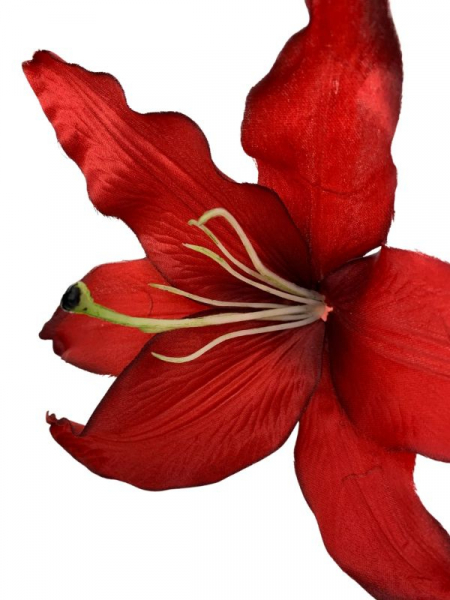 Lilia główka 20 cm czerwona