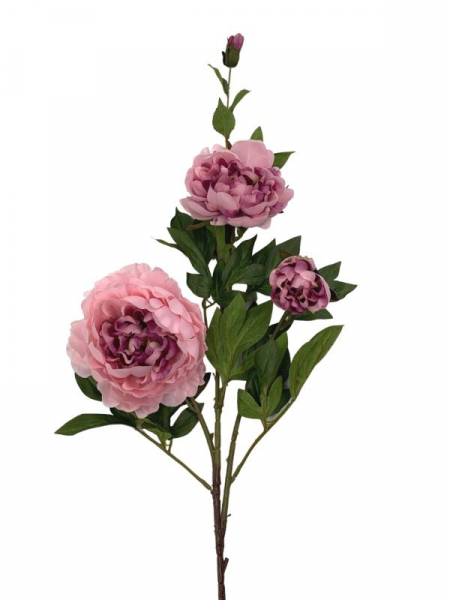Piwonia kwiat pojedynczy 112 cm brudny róż