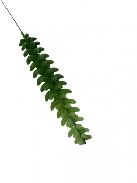Grubosz sukulent 45 cm zielony