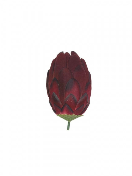 Protea główka 13 cm kolor wina