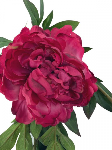 Piwonia kwiat pojedynczy 112 cm ciemno różowa