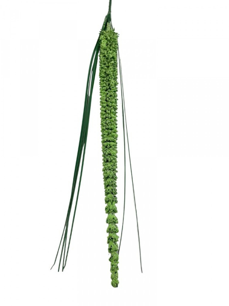 Wrzos gigant 80 cm zielony