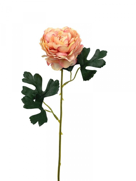 Pełnik kwiat pojedynczy 54 cm brzoskwiniowy