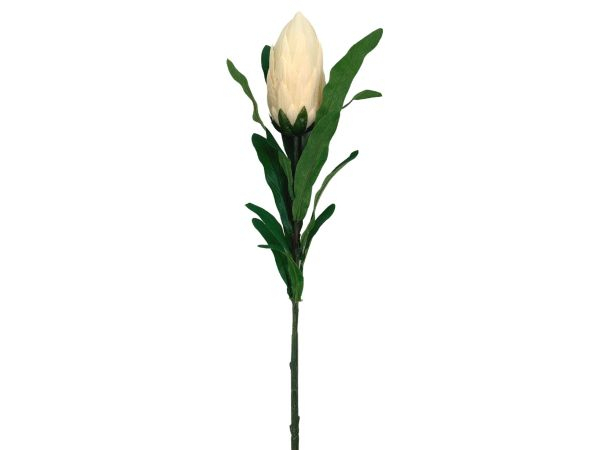Protea gałązka 70 cm ciemno waniliowa