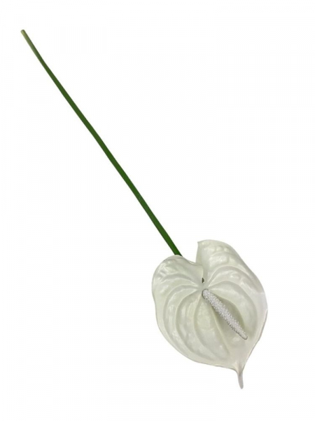 Anturium kwiat pojedynczy silikonowy 70 cm kremowe