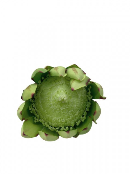 Protea główka 11 cm zielona