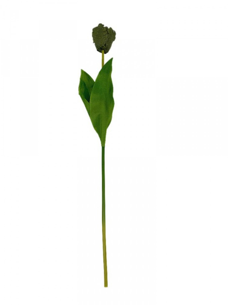 Tulipan gałązka 54 cm brudna zieleń