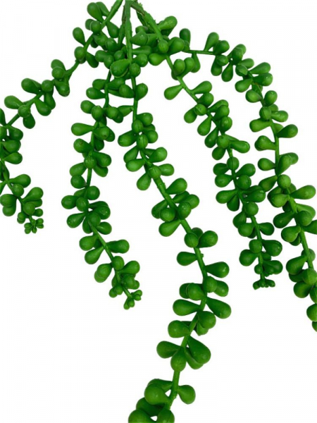 Senecio sukulent gumowy 39 cm zielony