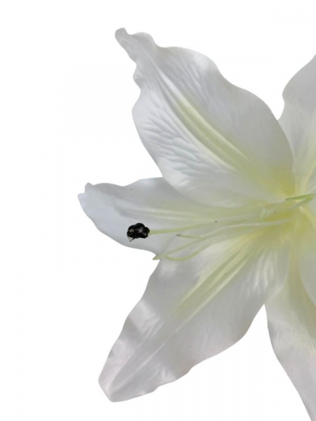 Lilia główka 20 cm biała