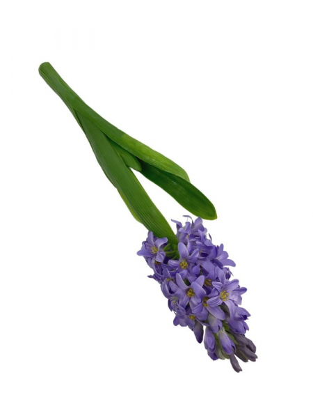 Hiacynt kwiat pojedynczy 40 cm jasny fiolet