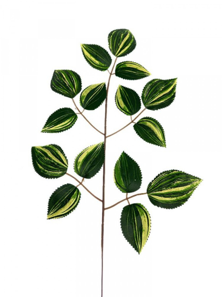 Liść trzykrotki 54 cm zielono kremowy