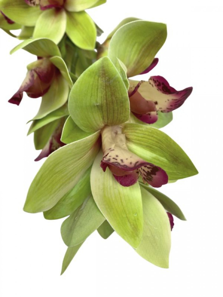 Storczyk cymbidium kwiat pojedynczy 82 cm zielony